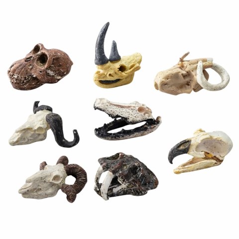 Zestaw Archeologiczny Wykopaliska Czaszek Kości Narzędzia Akcesoria LEAN Toys