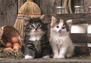 Puzzle 1000 HQC KOCHANE KOTKI Plakat Clementoni 39943 Clementoni